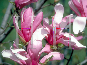 Picture of Magnolia x soulangiana 'Lennei'