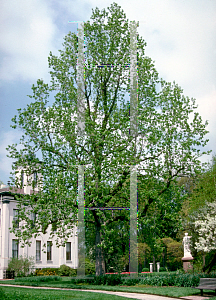 Picture of Magnolia acuminata 
