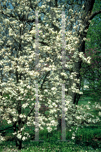 Picture of Magnolia denudata 