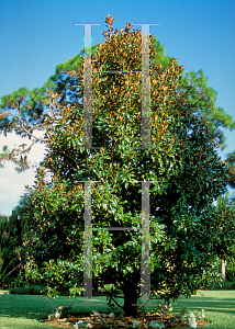 Picture of Magnolia grandiflora 