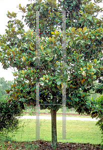 Picture of Magnolia grandiflora 'Monlia (Majestic Beauty)'