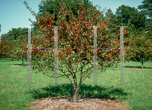 Picture of Malus x 'Beverly'