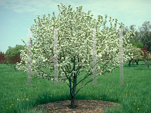 Picture of Malus x 'Beverly'