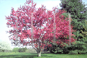 Picture of Malus x 'Burgundy'