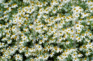 Picture of Boltonia asteroides 'Snowflake'