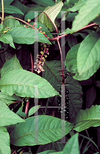 Picture of Phytolacca americana 
