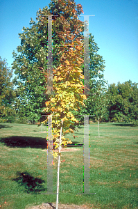 Picture of Acer saccharum 'Skybound'