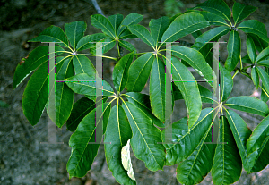 Picture of Aesculus indica 
