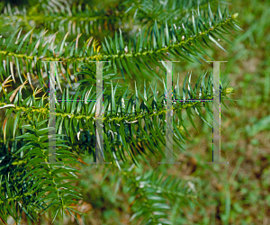 Picture of Araucaria bidwillii 