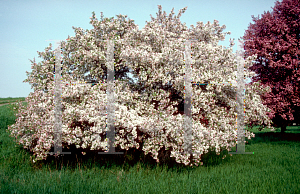 Picture of Malus floribunda 