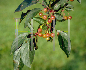 Picture of Malus hupehensis 