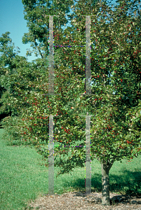 Picture of Malus x 'Profusion'