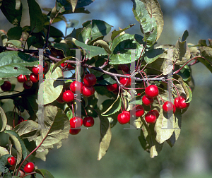 Picture of Malus x 'Red Barron'