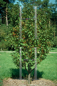 Picture of Malus x 'Jewelcole (Red Jewel)'