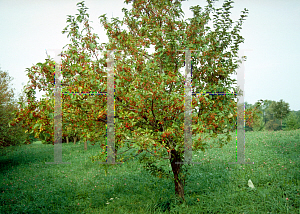 Picture of Malus x 'Jewelcole (Red Jewel)'