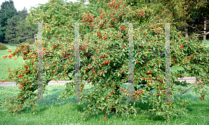 Picture of Malus sargentii 