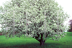 Picture of Malus x 'Spring Snow'
