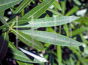 Picture of Nerium oleander 