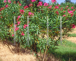Picture of Nerium oleander 'Calypso'