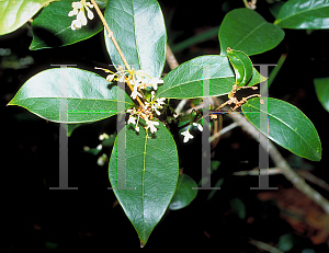 Picture of Osmanthus fragrans 