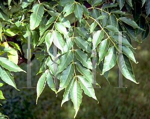 Picture of Phellodendron amurense 
