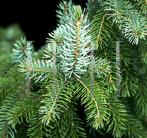 Picture of Picea omorika 