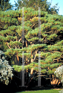 Picture of Pinus densiflora 'Umbraculifera'
