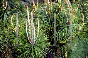 Picture of Pinus densiflora 