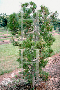 Picture of Pinus brutia ssp. eldarica 