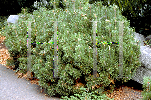 Picture of Pinus mugo 