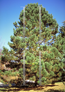 Picture of Pinus nigra 