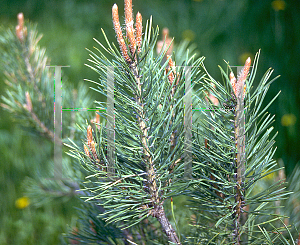 Picture of Pinus sylvestris 