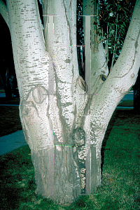 Picture of Populus alba 'Pyramidalis'