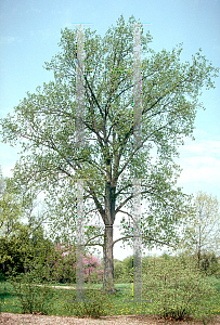 Picture of Populus deltoides 