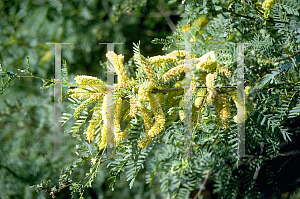 Picture of Prosopis glandulosa 