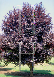 Picture of Prunus cerasifera 'Krauter Vesuvius'