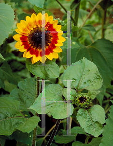 Picture of Helianthus annuus 'Color Fashion'