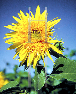 Picture of Helianthus annuus 'Teddy Bear'