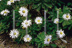 Picture of Nipponanthemum nipponicum 