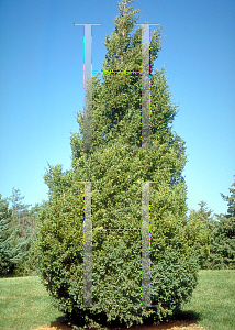 Picture of Juniperus chinensis 'Columnaris'