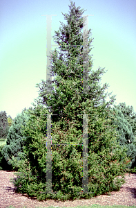 Picture of Juniperus chinensis 'Fairview'