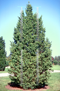 Picture of Juniperus chinensis 'Iowa'