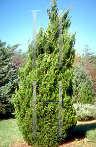 Picture of Juniperus chinensis 'Spartan'