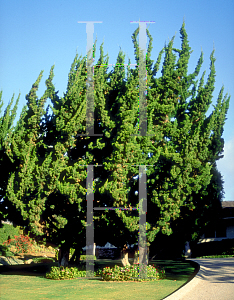 Picture of Juniperus chinensis 'Torulosa'
