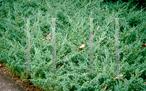 Picture of Juniperus procumbens 