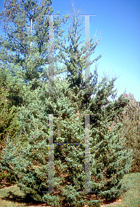 Picture of Juniperus virginiana 'Manhattan Blue'