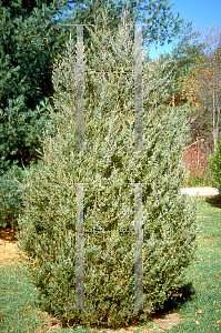 Picture of Juniperus virginiana 'Pseudocupressus'