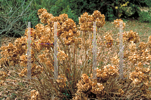 Picture of Hydrangea macrophylla 