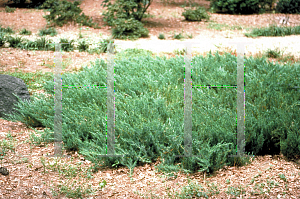 Picture of Juniperus conferta 