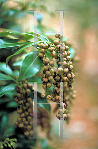 Picture of Pieris japonica 